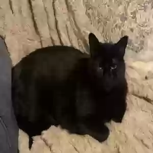 lost female cat mavry