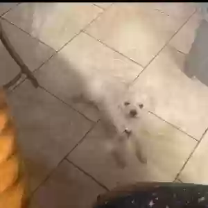 lost male dog prince