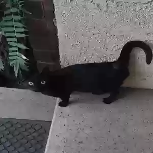 found female cat unknown
