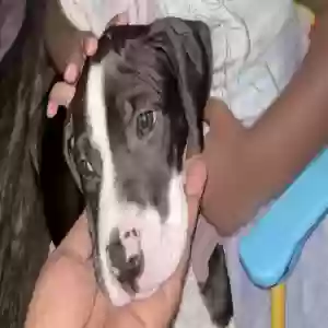 lost female dog emmy