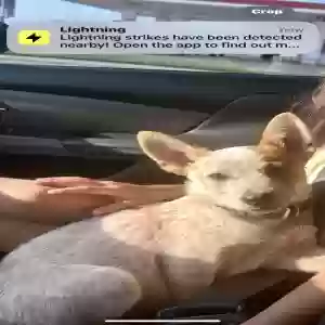 lost male dog daddy