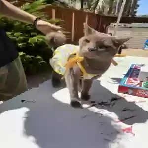 lost female cat chai