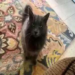 lost male cat motor