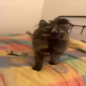 lost female cat wicket