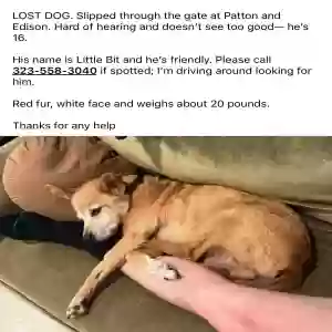 lost male dog little bit