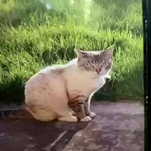 lost female cat sprinkles