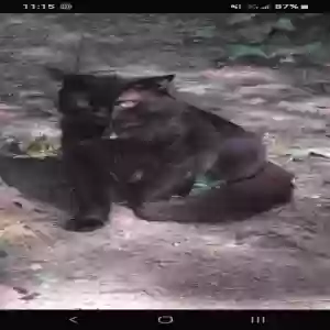 lost male cat diamond