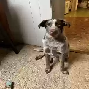 lost male dog unknown