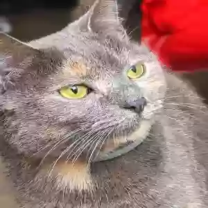 lost female cat lila