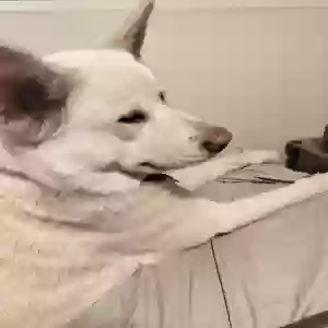 lost female dog boudicca