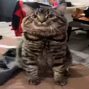 lost male cat mainey