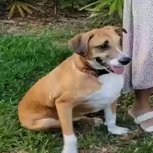 lost female dog phoebe