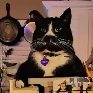 lost female cat siercha
