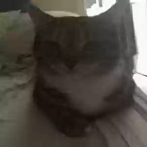 lost female cat ruby