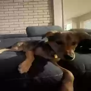 lost male dog tyrone