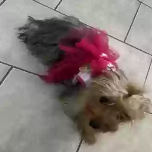 lost female dog chai