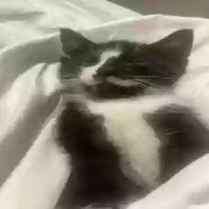 lost male cat munchie