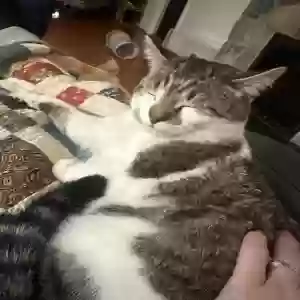 lost male cat herman