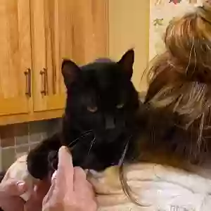 lost female cat charcoal