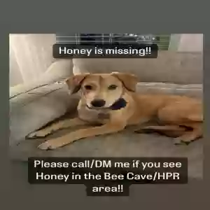 lost female dog honey