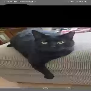 lost male cat milo