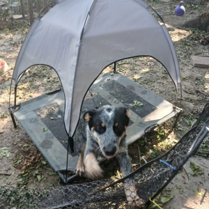 lost male dog buck