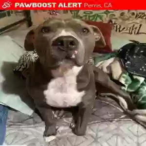 lost female dog pheobe alvarado