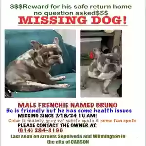 lost male dog bruno