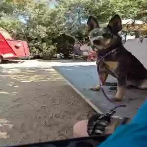 lost female dog maya