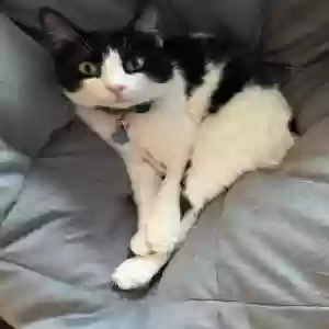 lost male cat bean