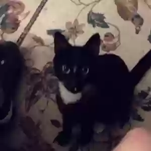 lost female cat bootsie