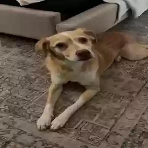 lost female dog peyton