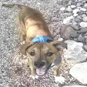 lost male dog ollie