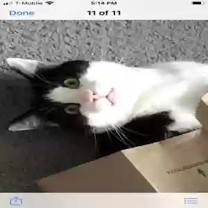 lost male cat gus