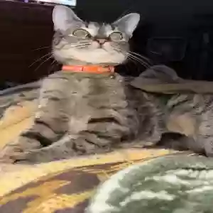 lost male cat chomper