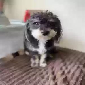 lost male dog pumpkins