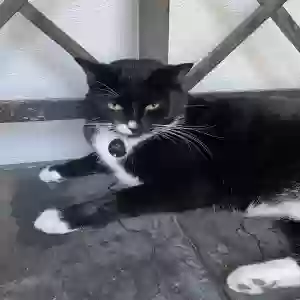 lost male cat onyx