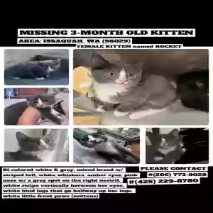 lost female cat rockette