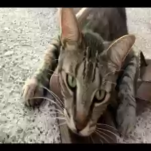 lost male cat toby