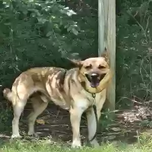 found male dog unknown