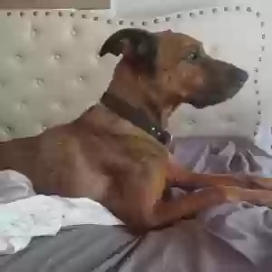 found female dog found pet