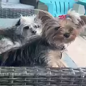 lost female dog izzy