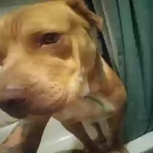 lost male dog sinatra