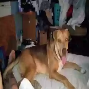 lost male dog sinatra