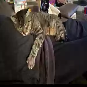 lost male cat sawyer