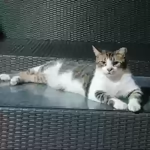 lost male cat junior