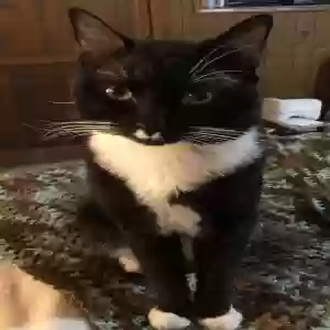 lost male cat frankie