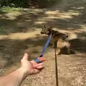 lost male dog buddy