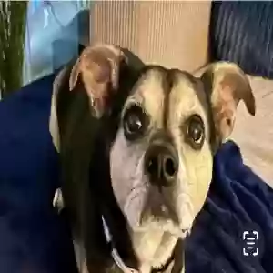 lost female dog ashley
