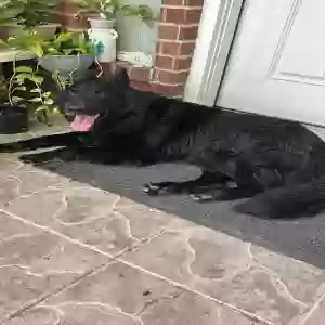 found male dog unknown
